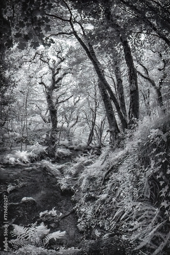 Infrared woodland path near Malpas Cornwall england UK