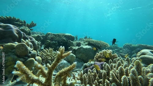 coral reef with fish in the Celebes sea photo