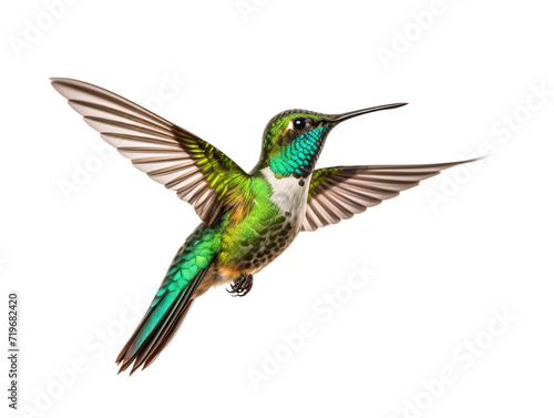 a hummingbird flying in the air © Dumitru