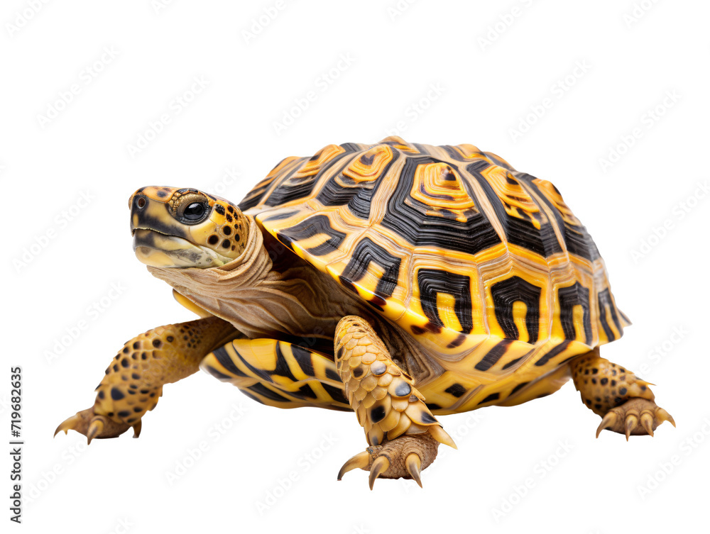 Obraz premium a yellow and black turtle