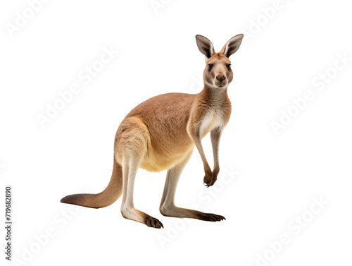 a kangaroo standing on its hind legs © Dumitru