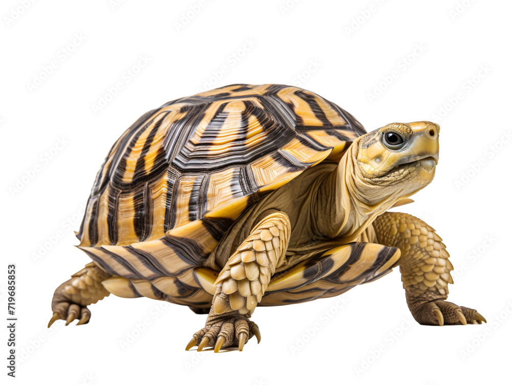 Obraz premium a yellow and black turtle