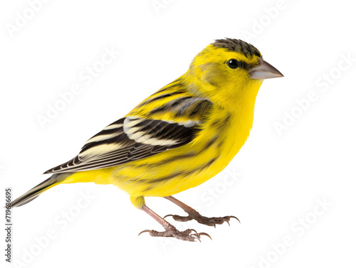 a yellow bird with black stripes