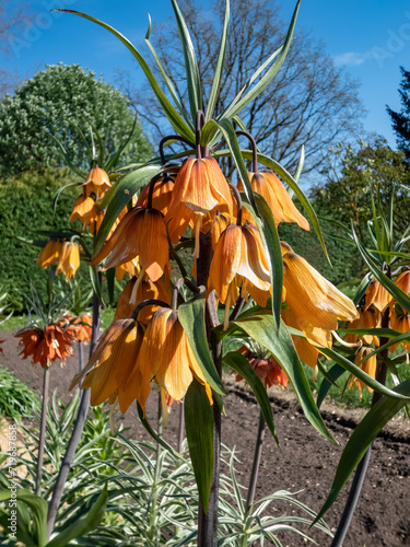 The imperial fritillary or Kaiser's crown (Fritillaria imperialis) 'Early dream' flowering with yellowish orange to apricot pendant flowers flowers, topped by small leaves photo