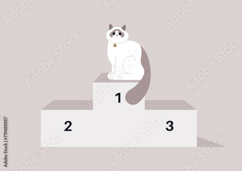A gorgeous ragdoll winner of a cat beauty pageant sitting on the  podium
