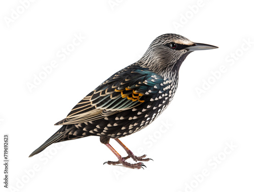 a bird standing on a white background