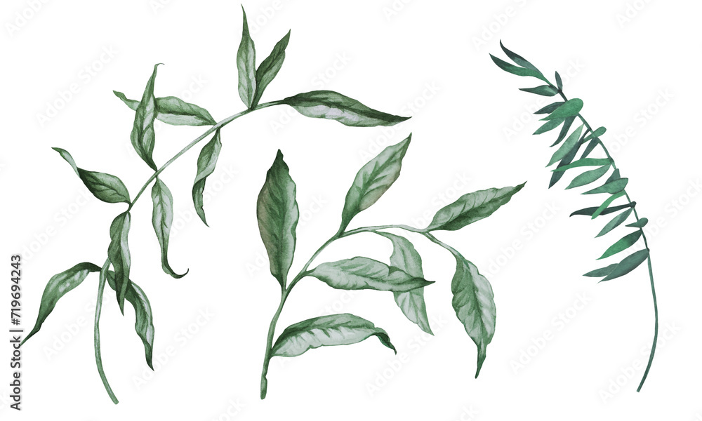 Set of elements of botanical illustrations. Hand drawn watercolor branches, leaves, grass. For floral collection of cards, decorations, bouquets, wreaths, wedding and pattern. Set of elements of botanical illustrations. Hand drawn watercolor branches, leaves, grass. For floral collection of cards, decorations, bouquets, wreaths, wedding and pattern.