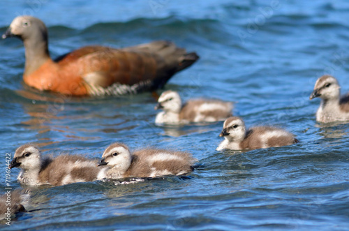 Family of goose swimming in the lake photo