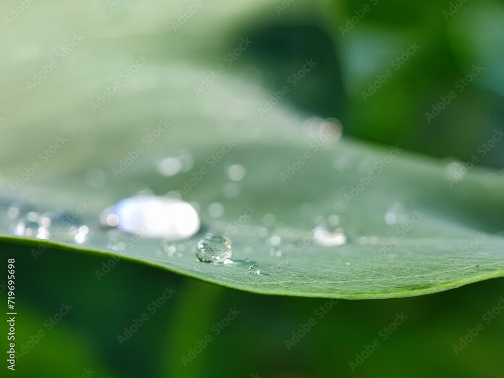 water, leaf, drop, dew, nature, rain, grass, plant, drops, macro, wet, droplet, spring, environment, summer, leaves, raindrop, closeup, fresh, flora, morning, garden, green, growth, freshness water, leaf, drop, dew, nature, rain, grass, plant, drops, macro, wet, droplet, spring, environment, summer, leaves, raindrop, closeup, fresh, flora, morning, garden, green, growth, freshness