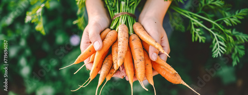 Close up of hands holding a bunch of fresh organic carrots. Top view image