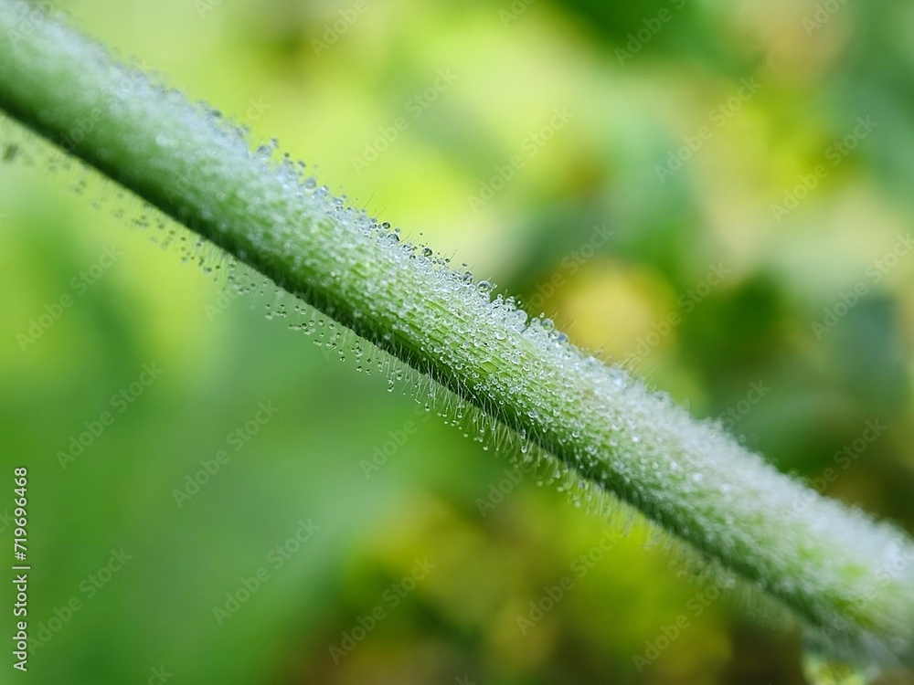 water, leaf, drop, dew, nature, rain, grass, plant, drops, macro, wet, droplet, spring, environment, summer, leaves, raindrop, closeup, fresh, flora, morning, garden, green, growth, freshness water, leaf, drop, dew, nature, rain, grass, plant, drops, macro, wet, droplet, spring, environment, summer, leaves, raindrop, closeup, fresh, flora, morning, garden, green, growth, freshness