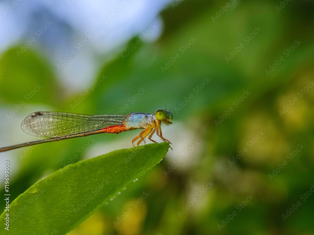 insect, nature, dragonfly, macro, green, bug, animal, leaf, fly, wildlife, grasshopper, closeup, wings, grass, wing, summer, butterfly, fauna, plant, wild, dragon, black, spider, flower insect, nature, dragonfly, macro, green, bug, animal, leaf, fly, wildlife, grasshopper, closeup, wings, grass, wing, summer, butterfly, fauna, plant, wild, dragon, black, spider, flower