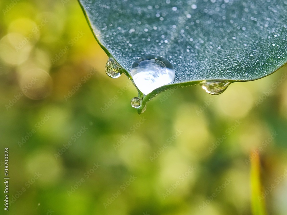 water, leaf, drop, dew, nature, rain, grass, plant, drops, macro, wet, droplet, spring, environment, summer, leaves, raindrop, closeup, fresh, flora, morning, garden, green, growth, freshness water, leaf, drop, dew, nature, rain, grass, plant, drops, macro, wet, droplet, spring, environment, summer, leaves, raindrop, closeup, fresh, flora, morning, garden, green, growth, freshness