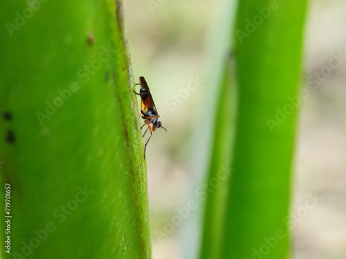 insect, nature, leaf, macro, bug, animal, beetle, closeup, wildlife, insects, spider, fly, plant, close-up, ant, wild, brown, flower, small, black, fauna, grass, summer, animals, cricket © TASIF