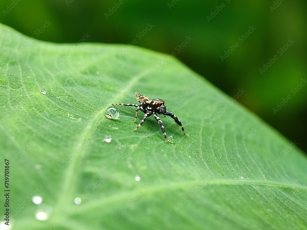 insect, nature, leaf, macro, bug, animal, beetle, closeup, wildlife, insects, spider, fly, plant, close-up, ant, wild, brown, flower, small, black, fauna, grass, summer, animals, cricket insect, nature, leaf, macro, bug, animal, beetle, closeup, wildlife, insects, spider, fly, plant, close-up, ant, wild, brown, flower, small, black, fauna, grass, summer, animals, cricket