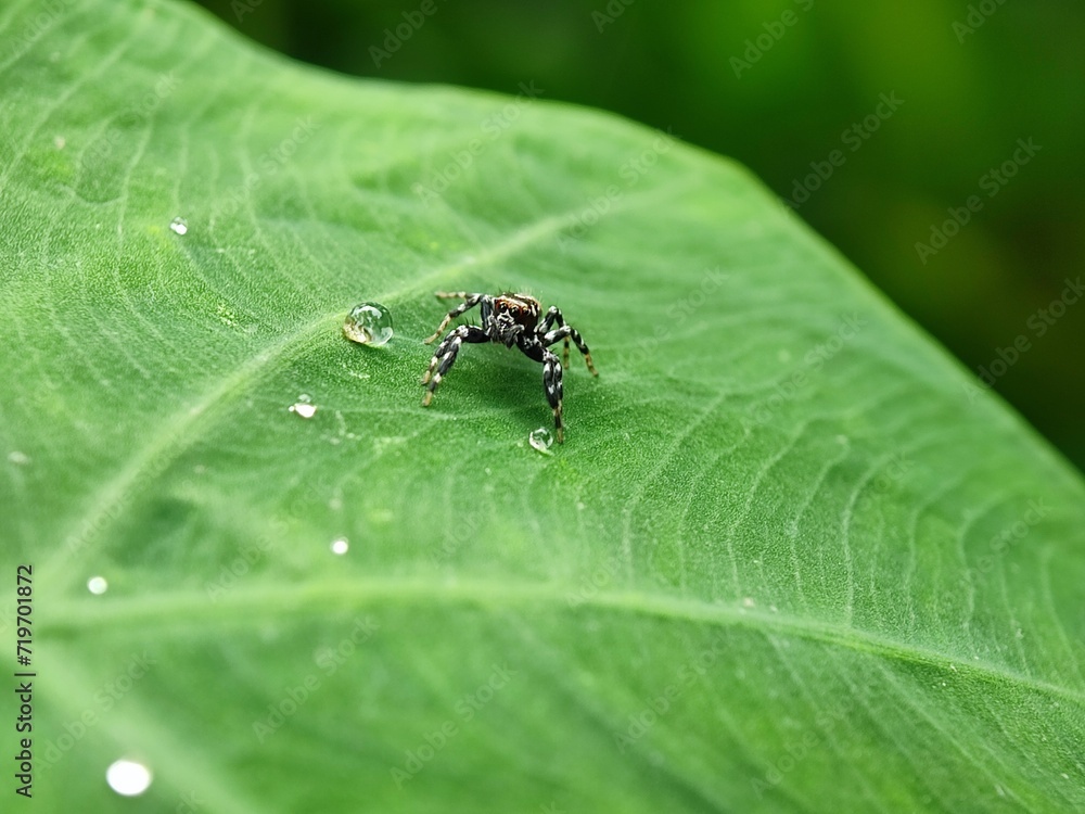 insect, nature, leaf, macro, bug, animal, beetle, closeup, wildlife, insects, spider, fly, plant, close-up, ant, wild, brown, flower, small, black, fauna, grass, summer, animals, cricket insect, nature, leaf, macro, bug, animal, beetle, closeup, wildlife, insects, spider, fly, plant, close-up, ant, wild, brown, flower, small, black, fauna, grass, summer, animals, cricket