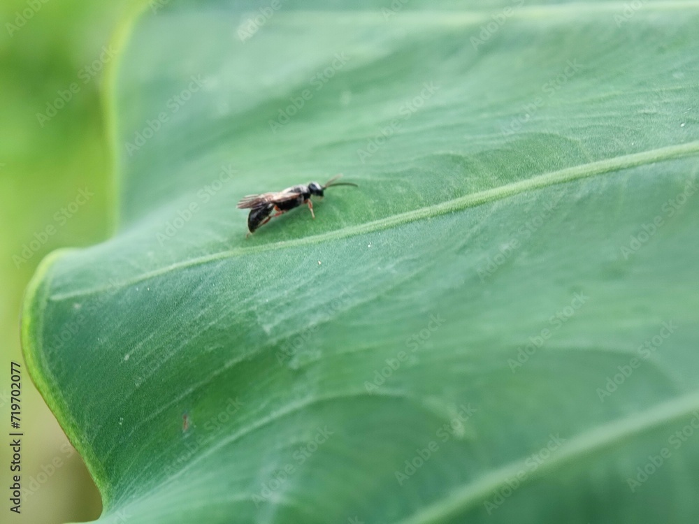 Naklejka premium insect, nature, leaf, macro, bug, animal, beetle, closeup, wildlife, insects, spider, fly, plant, close-up, ant, wild, brown, flower, small, black, fauna, grass, summer, animals, cricket