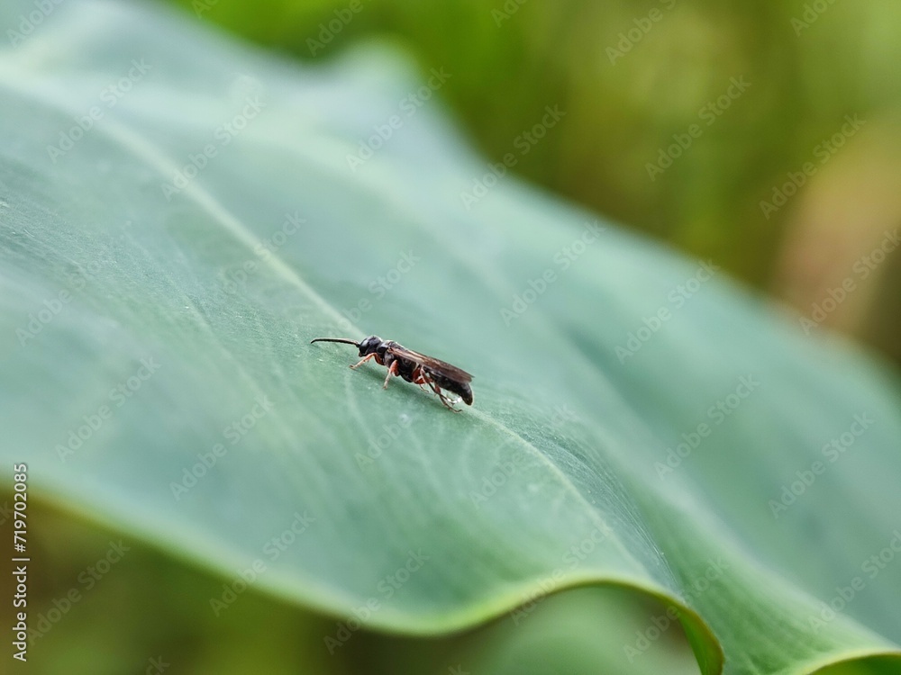 insect, nature, leaf, macro, bug, animal, beetle, closeup, wildlife, insects, spider, fly, plant, close-up, ant, wild, brown, flower, small, black, fauna, grass, summer, animals, cricket insect, nature, leaf, macro, bug, animal, beetle, closeup, wildlife, insects, spider, fly, plant, close-up, ant, wild, brown, flower, small, black, fauna, grass, summer, animals, cricket