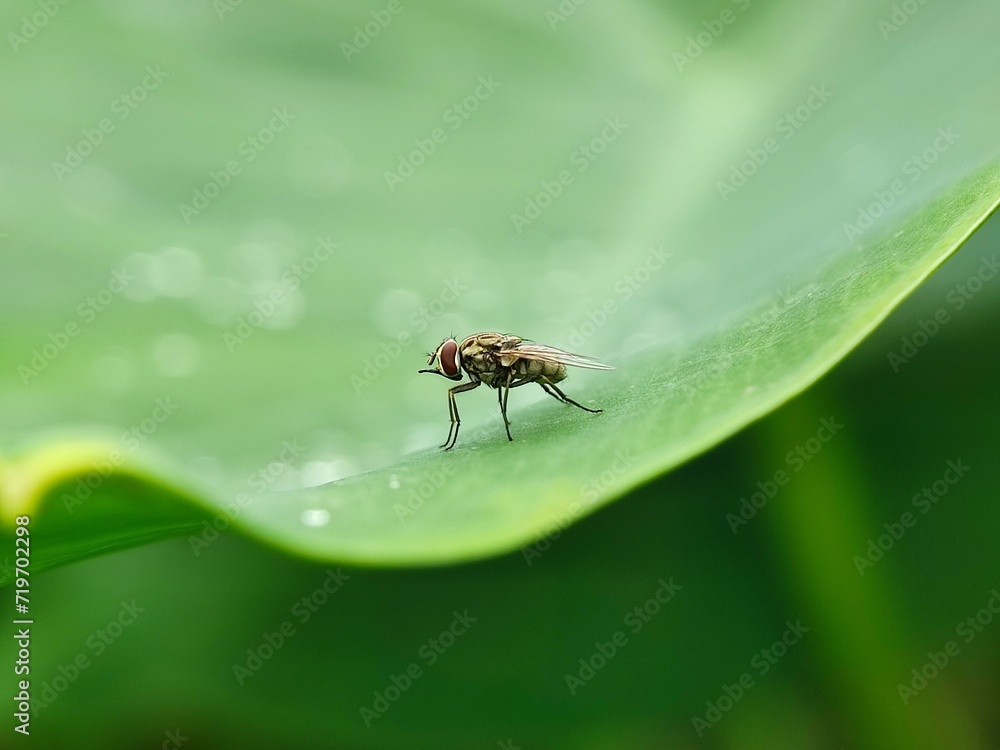 insect, nature, leaf, macro, bug, animal, beetle, closeup, wildlife, insects, spider, fly, plant, close-up, ant, wild, brown, flower, small, black, fauna, grass, summer, animals, cricket insect, nature, leaf, macro, bug, animal, beetle, closeup, wildlife, insects, spider, fly, plant, close-up, ant, wild, brown, flower, small, black, fauna, grass, summer, animals, cricket