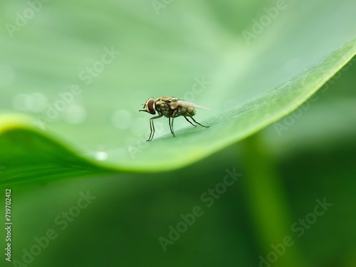 insect, nature, leaf, macro, bug, animal, beetle, closeup, wildlife, insects, spider, fly, plant, close-up, ant, wild, brown, flower, small, black, fauna, grass, summer, animals, cricket
