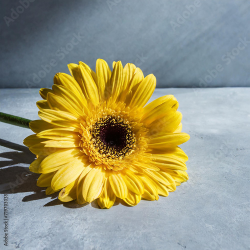 One yellow gerbera is refreshed by hard light on a gray background. Place for your text.