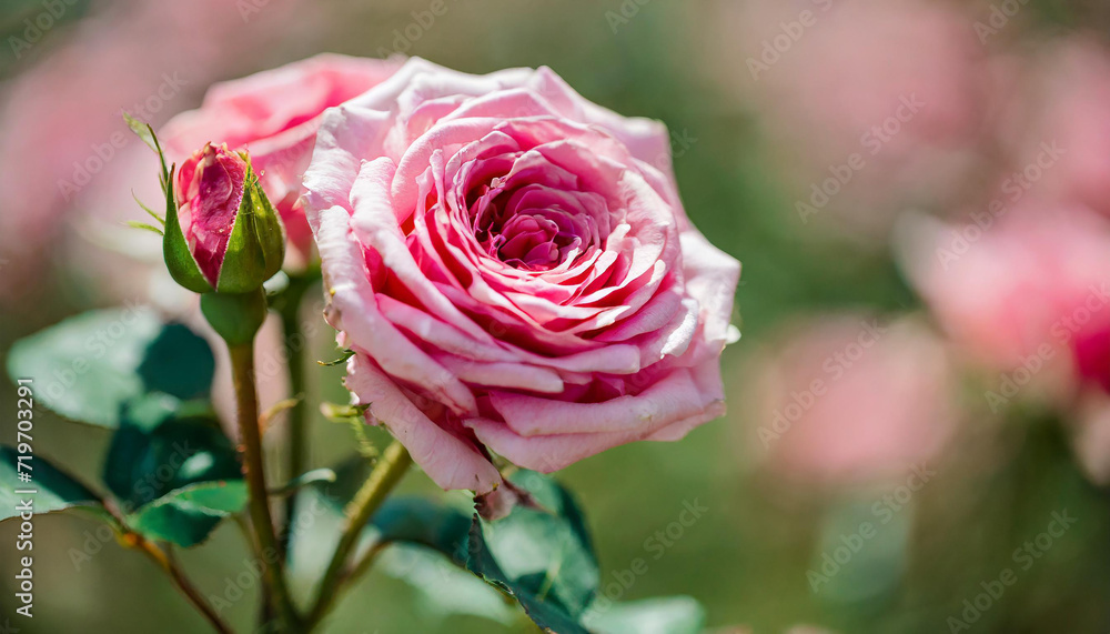 Romantic Rose-Hued Surprise. Celebrating Valentine's with Love. Romantic Rose-Hued Surprise. Celebrating Valentine's with Love.