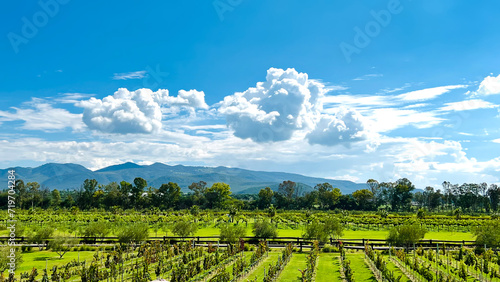 vineyard landscape with trees and mountains in the background