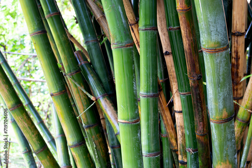 Fototapeta premium Fresh green bamboo tree in the garden