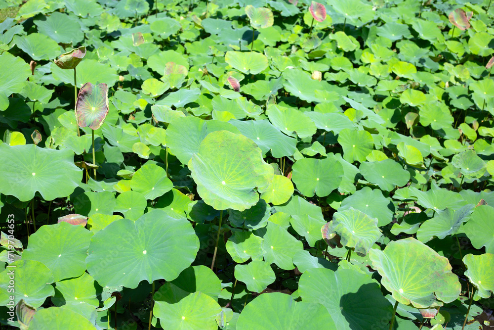 Beautiful green leaves of lotus flower in pond Beautiful green leaves of lotus flower in pond