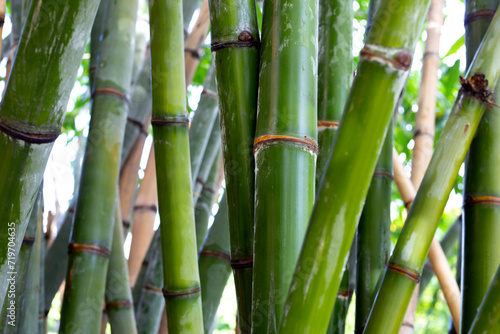 Fototapeta Naklejka Na Ścianę i Meble -  Fresh green bamboo tree in the garden