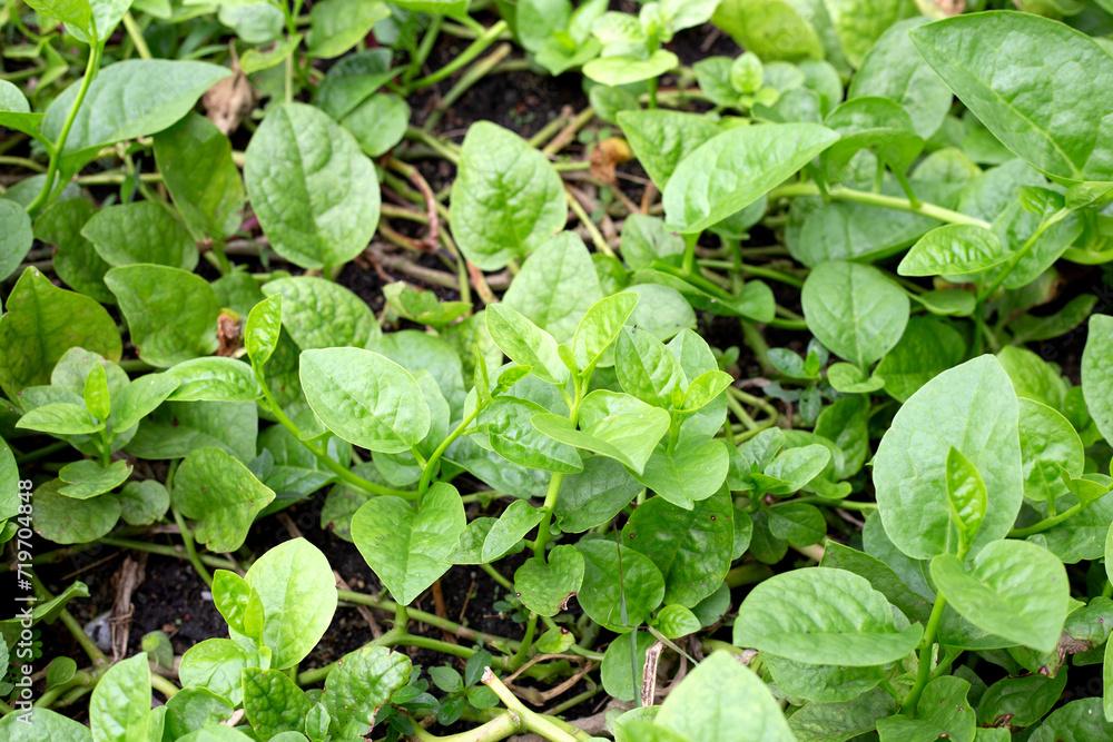 Ceylon spinach or basella rubra linn Ceylon spinach or basella rubra linn