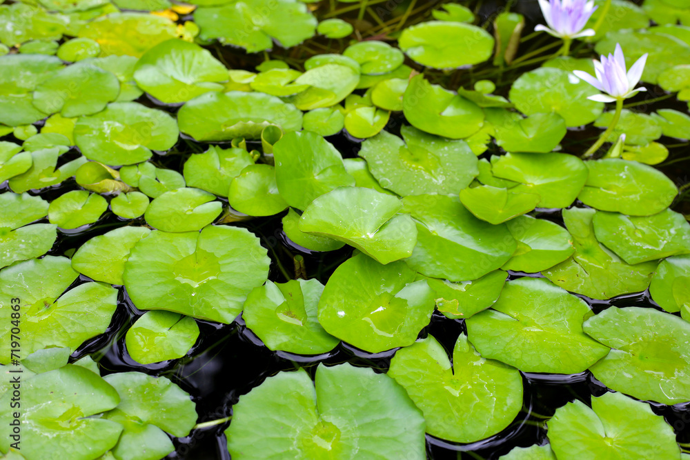 Beautiful waterlily or lotus flower with green leaves Beautiful waterlily or lotus flower with green leaves