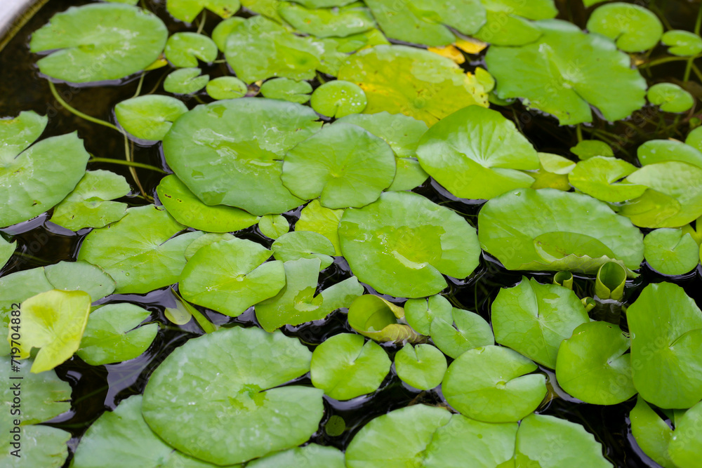 Beautiful waterlily or lotus flower with green leaves Beautiful waterlily or lotus flower with green leaves