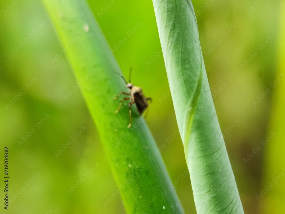 insect, beetle, bug, macro, nature, leaf, fly, animal, close-up, colorado, closeup, potato, summer, bee, pest, plant, animals, black, insects, wildlife, small, detail, close, garden, wing insect, beetle, bug, macro, nature, leaf, fly, animal, close-up, colorado, closeup, potato, summer, bee, pest, plant, animals, black, insects, wildlife, small, detail, close, garden, wing