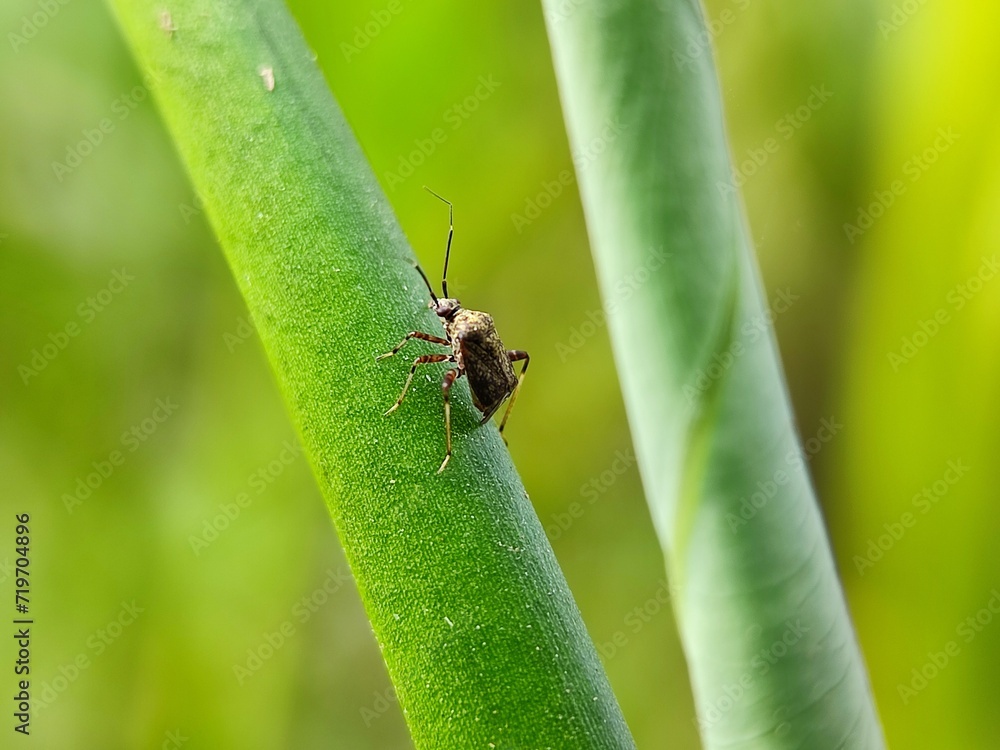 insect, beetle, bug, macro, nature, leaf, fly, animal, close-up, colorado, closeup, potato, summer, bee, pest, plant, animals, black, insects, wildlife, small, detail, close, garden, wing insect, beetle, bug, macro, nature, leaf, fly, animal, close-up, colorado, closeup, potato, summer, bee, pest, plant, animals, black, insects, wildlife, small, detail, close, garden, wing