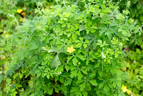Wallpaper Mural Bitter gourd plant with flower Torontodigital.ca