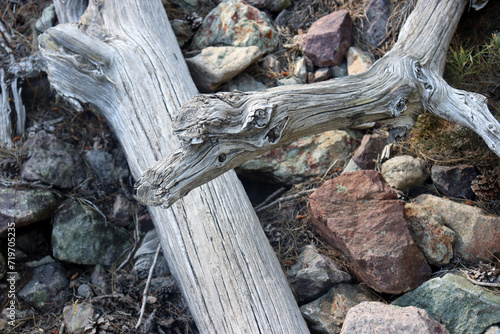Wallpaper Mural Ausgebleichtes, trockenes Totholz mit Steinen in einem ausgetrocknetem Flussbett in Südfrankreich Torontodigital.ca