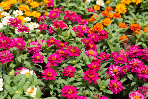 Zinnia flower in the garden