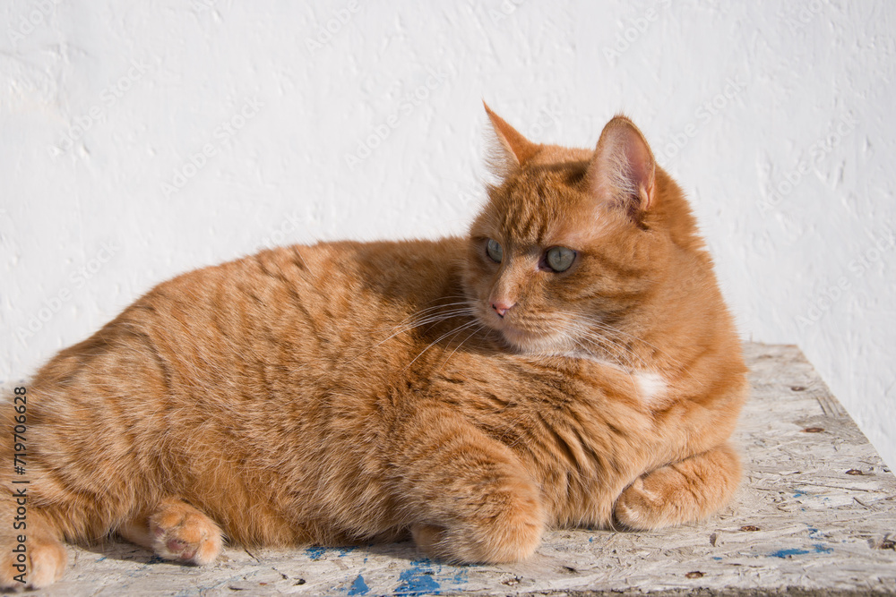 A beautiful red-haired cat is basking in the sun. A beautiful red-haired cat is basking in the sun.