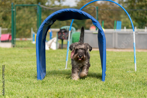 schnauzer en train de faire du  hoopers