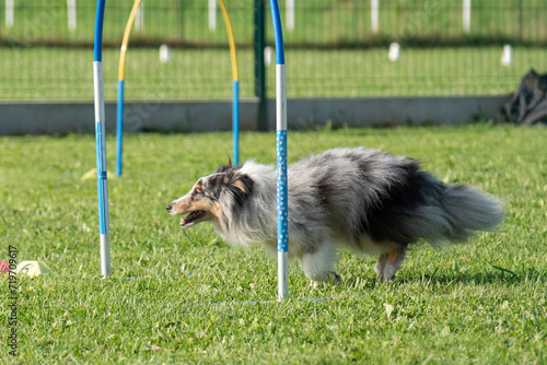 berger des shetland en train de faire du  hoopers