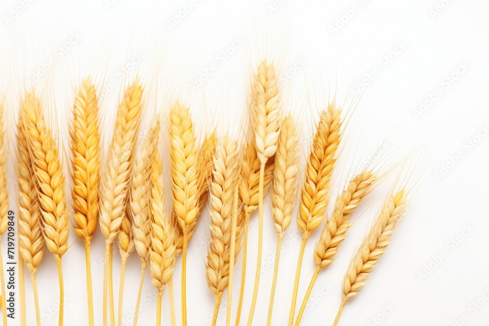 Golden wheat ears proudly swaying set against a backdrop of pure white. Golden wheat ears proudly swaying set against a backdrop of pure white.