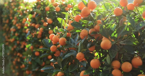 Mandarin oranges grow on tree for a happy chinese new year's decoration photo