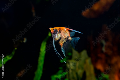 Pterophyllum Skalare Red Devil Fisch photo