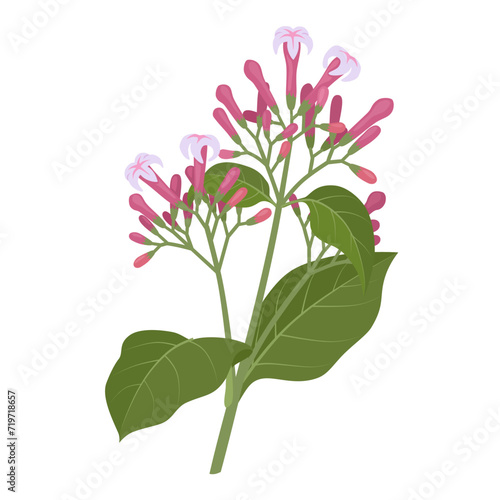 Vector illustration, branch of Cinchona or quinine, with flowers and leaves, isolated on white background. photo