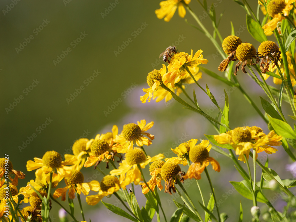yellow flowers with withered flowers and a bee yellow flowers with withered flowers and a bee