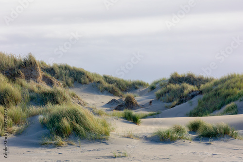 White sand beach at north sea coast  European marram grass  beach grass  on the dune  Ammophila arenaria is a species of grass in the family Poaceae  Dutch Wadden Sea island  Terschelling  Netherlands