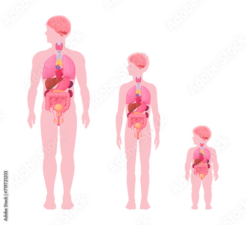 Male internal organs infographic. Man, boy and baby toddler internal organs anatomy scheme, heart, brain and reproductive system location in body flat vector illustration set. Male body diagram