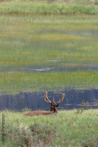 Fototapeta Naklejka Na Ścianę i Meble -  Elk in Velvet Resting by Lake