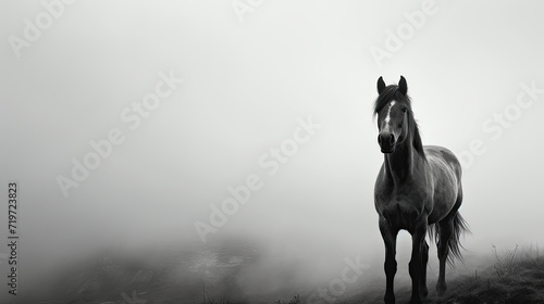 dark horse outdoors in the fog